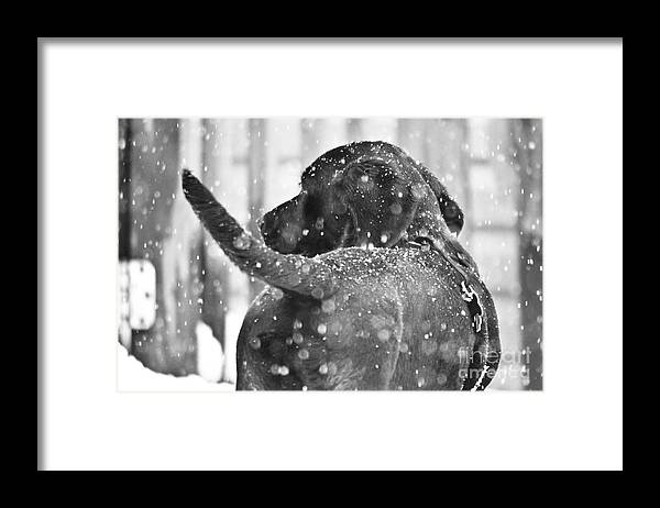 Pepper Framed Print featuring the photograph Pepper at snow by PatriZio M Busnel