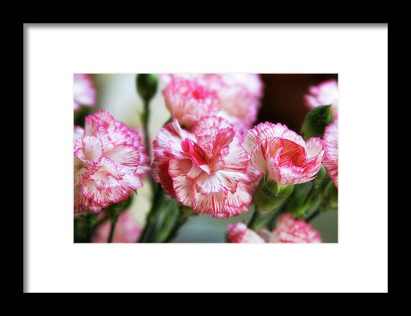 Carnations Framed Print featuring the photograph Peppermint by Joan Bertucci