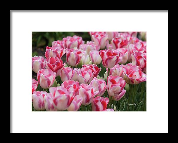 Photograph Framed Print featuring the photograph Peppermint Tulip Field III by Suzanne Gaff