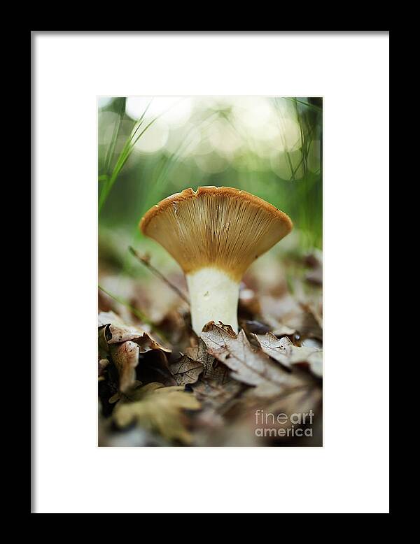 Peppery Framed Print featuring the photograph Peppery milk-cap, edible mushroom by Ragnar Lothbrok