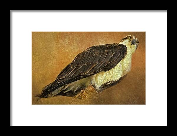 Pandion Haliaetus Framed Print featuring the photograph Perched Fish Hawk by HH Photography of Florida
