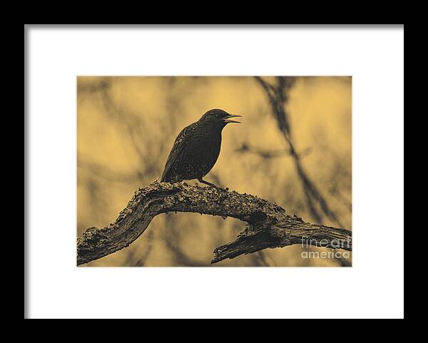 Bird Framed Print featuring the photograph Perched In The Old Oak by Joe Geraci