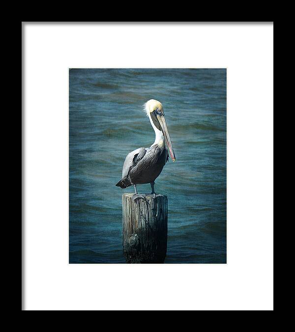 Pelican Framed Print featuring the photograph Perched Pelican by Carla Parris