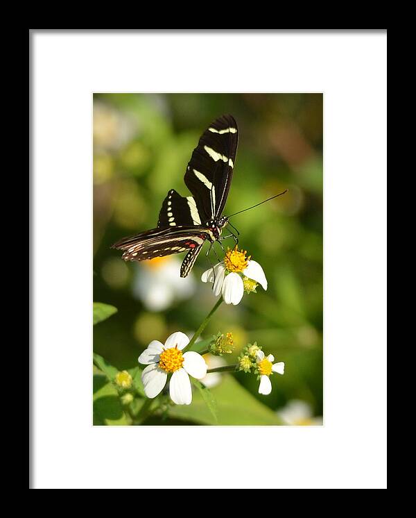 Zebra Longwing Framed Print featuring the photograph Perched Zebra Longwing by Carla Parris