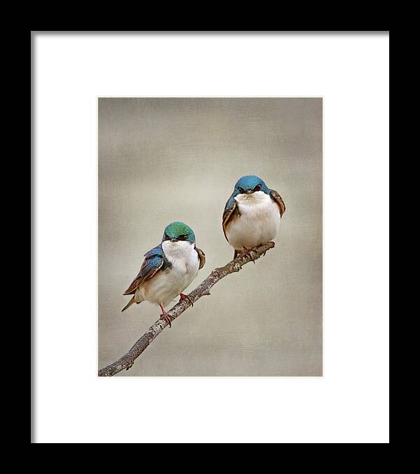 Tree Swallow Framed Print featuring the photograph Perching Tree Swallows by Susan Rissi Tregoning