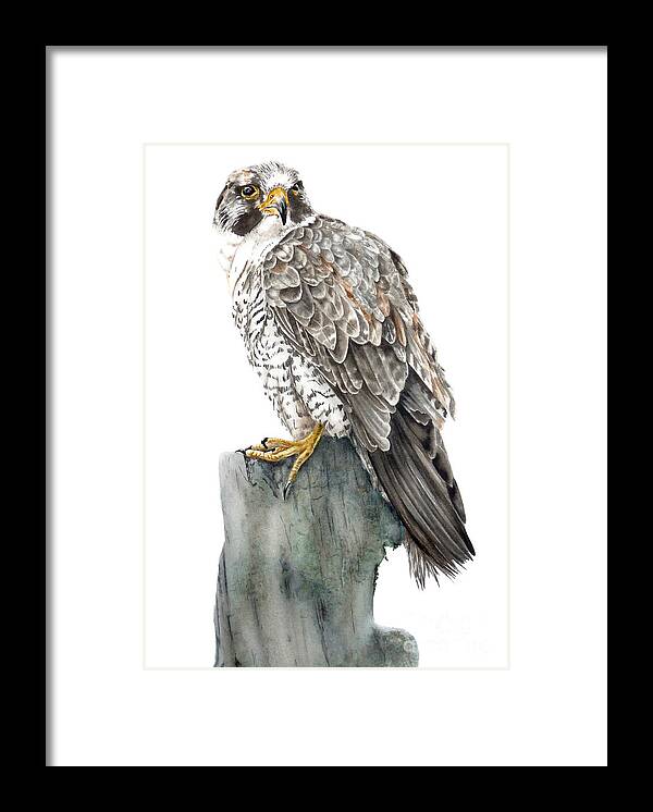 Falcon Framed Print featuring the painting Peregrine Falcon by Marie Burke
