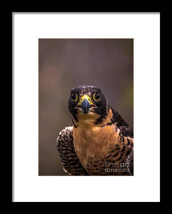 Peregrine Falcon Framed Print featuring the photograph Peregrine Falcon Profile 2 by Blake Webster