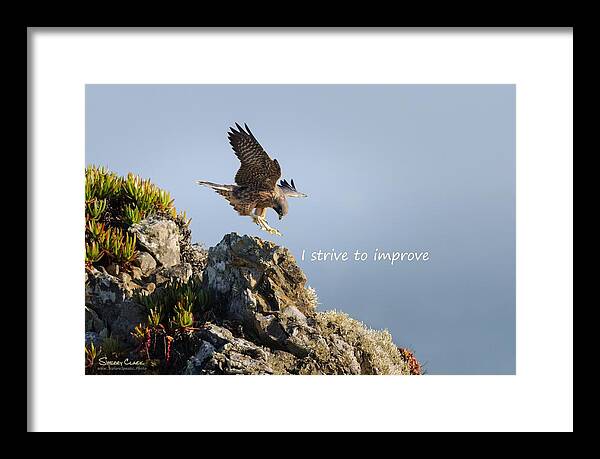  Framed Print featuring the photograph Peregrine Falcon says I Strive to Improve by Sherry Clark