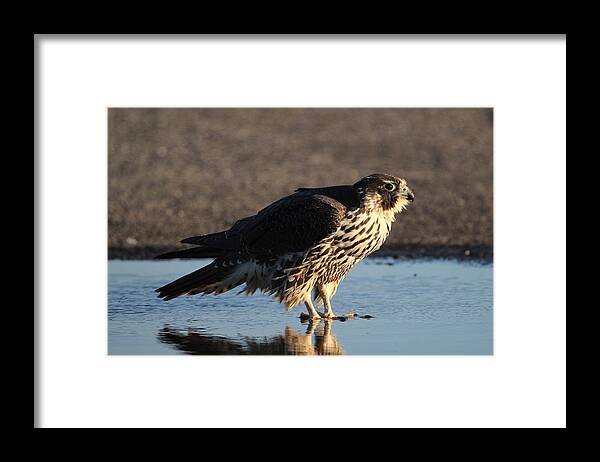 Peregrine Falcon Framed Print featuring the photograph Peregrine Falcon Shirley New York by Bob Savage