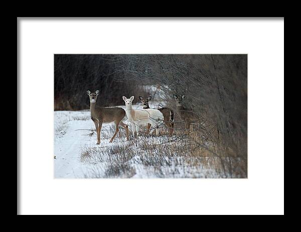 Whitetail Deer Framed Print featuring the photograph Perfect Blend by Brook Burling