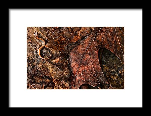 Salamander Framed Print featuring the photograph Perfect Disguise by Jill Love