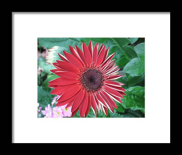  Framed Print featuring the photograph Perfect Imperfection by Ron Monsour
