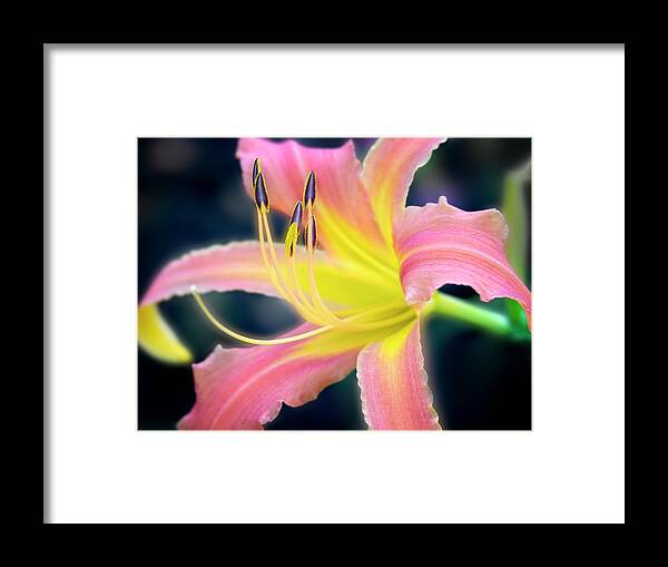 Beautiful Framed Print featuring the photograph Perfection of a bloom. by Usha Peddamatham