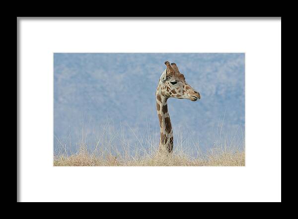 Giraffe Framed Print featuring the photograph Periscope by Fraida Gutovich