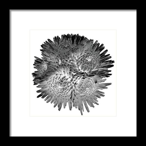 Flowers Framed Print featuring the photograph Perky Chrysanthemums by Lily Malor