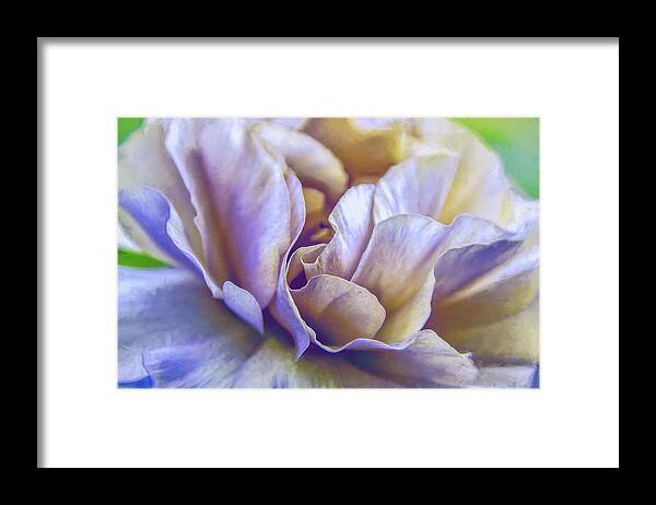 Floral Framed Print featuring the photograph Persian Blooming Buttercup by Julie Palencia