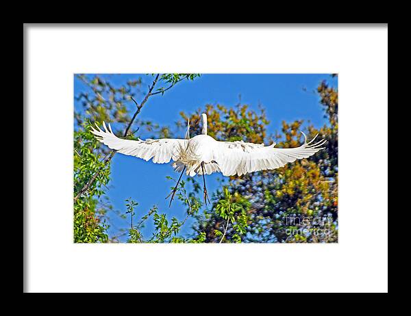 Egret Framed Print featuring the photograph Perspective From Behind by Lydia Holly