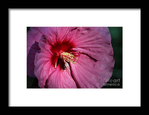 Flora Framed Print featuring the photograph Petal-ing around by Phil Cappiali Jr