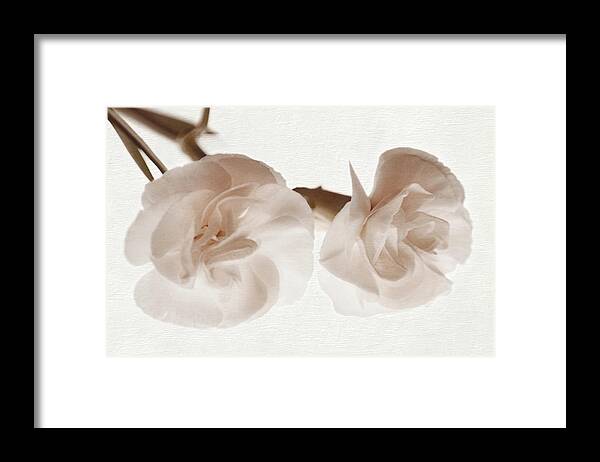 Dianthus Framed Print featuring the photograph Petal Soft by Leda Robertson