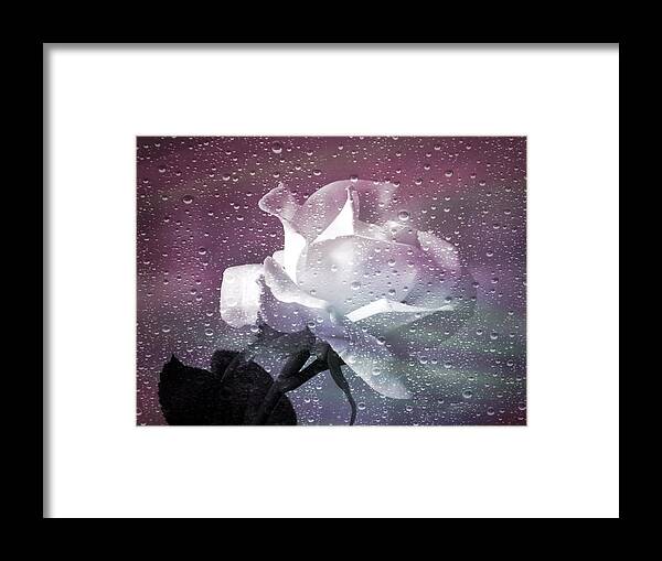 Rose Framed Print featuring the photograph Petals and Drops by Julie Palencia