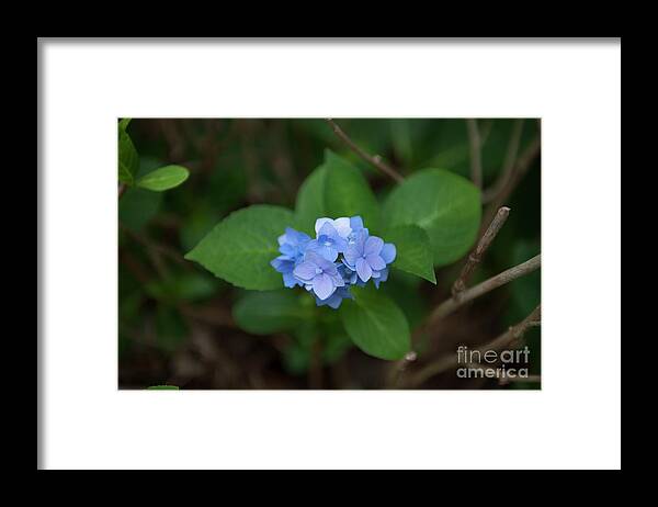 Hydrangea Framed Print featuring the photograph Petals and Thorns by Dale Powell
