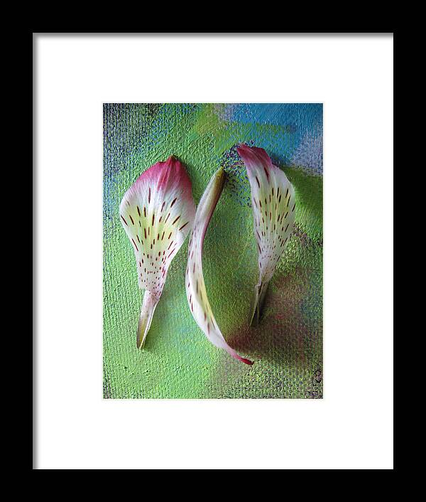 Alstroemeria Framed Print featuring the photograph Petals xiii by Lindie Racz