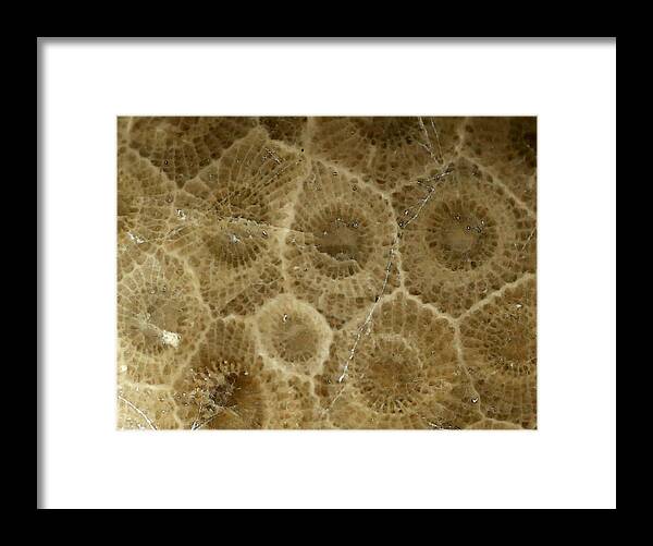 Stone Framed Print featuring the photograph Petoskey Stone 3 by Mary Bedy