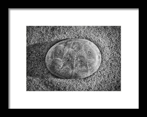 Petoskey Framed Print featuring the photograph Petoskey Stone in Black and White by Matt Hammerstein