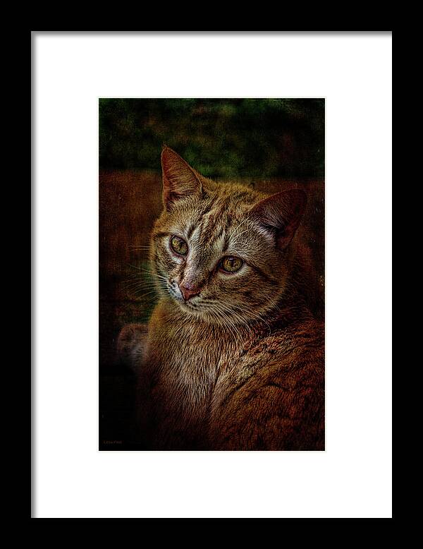 Cat Framed Print featuring the mixed media Pets Fat Cat Portrait 2 by Lesa Fine