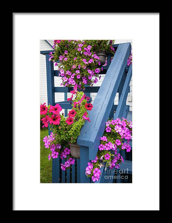 Petunia Framed Print featuring the photograph Petunias on blue porch by Elena Elisseeva
