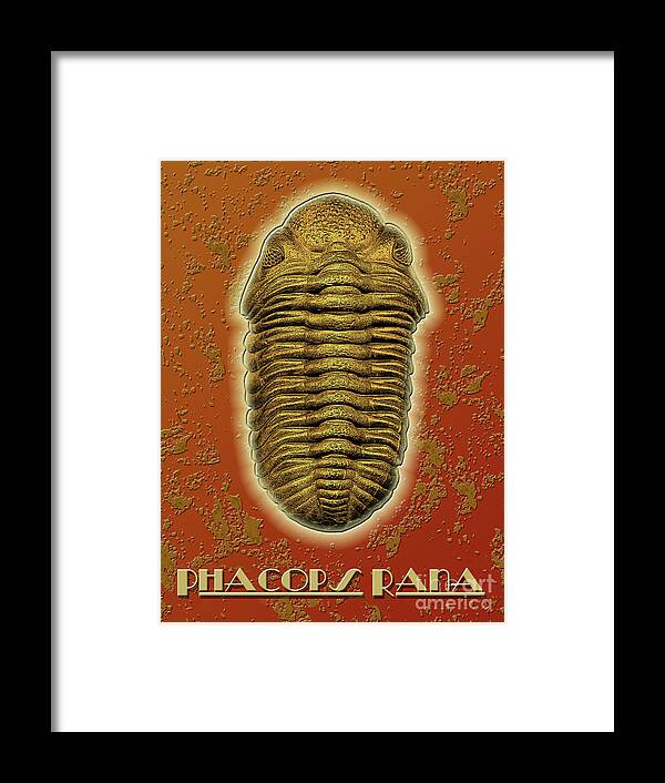 Trilobite Framed Print featuring the photograph Phacops Rana Crassituberculata by Melissa A Benson