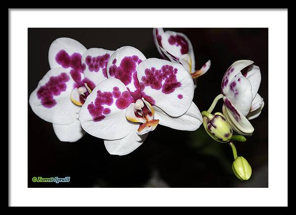 Birmingham Framed Print featuring the photograph Phalaenopsis Hybrid Orchid by Everett Spruill