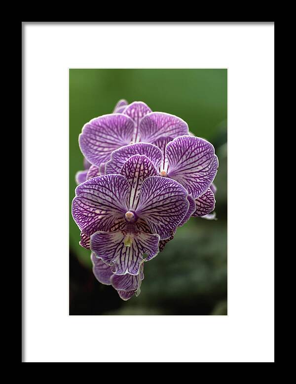 Phalaenopsis Framed Print featuring the photograph Phalaenopsis Orchid by Cristina Stefan