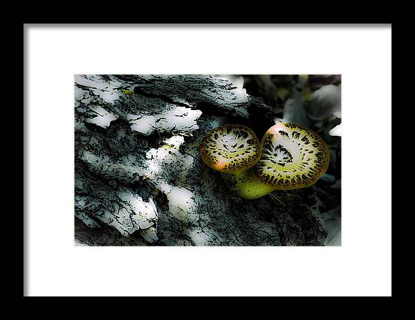 Pheasant Back Mushroom Framed Print featuring the photograph Pheasant Back Wild Mushroom by Karl Anderson