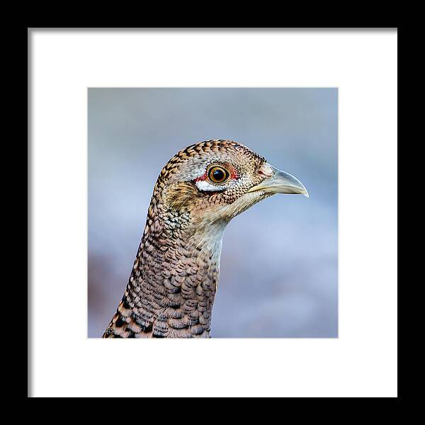 Pheasant Hen Framed Print featuring the photograph Pheasant Hen by Torbjorn Swenelius