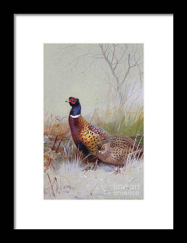 Pheasants In The Snow Framed Print featuring the painting Pheasants in the Snow by Archibald Thorburn