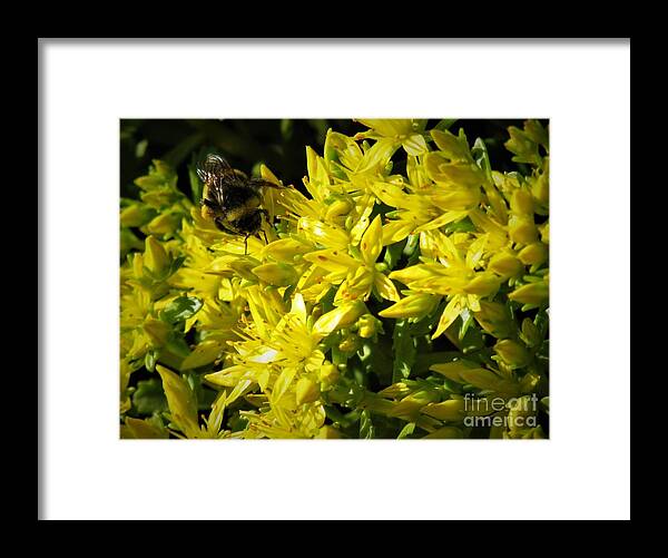 Photograph Framed Print featuring the photograph Photograph of a Bee on Yellow Flowers by Delynn Addams