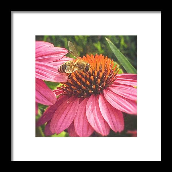 Pink Framed Print featuring the photograph #photooftheday #bee #flower by Joan McCool