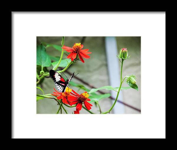 Piano Key Butterfly Resting On Mexican Flame Vine Framed Print featuring the photograph Piano Key Butterfly resting on Mexican Flame Vine by Phyllis Taylor