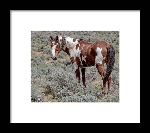 Picasso Framed Print featuring the photograph Picasso of Sand Wash Basin #2 by Mindy Musick King