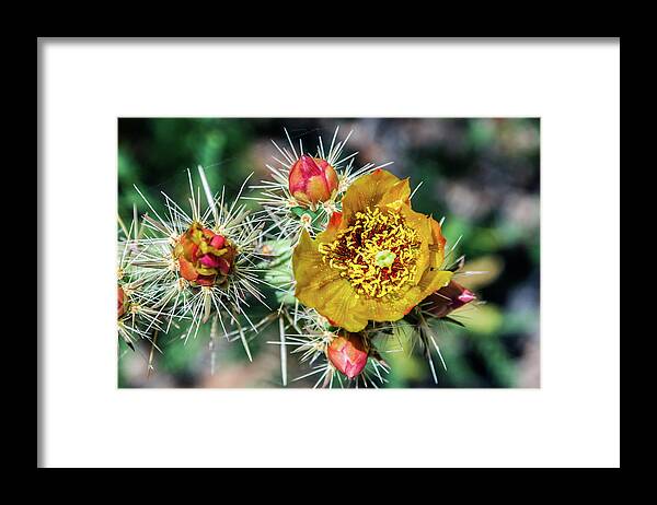 Cactus Cacti Flower Flowers Pricklypear Thorns Framed Print featuring the photograph Pick me if you Dare by Kent Nancollas