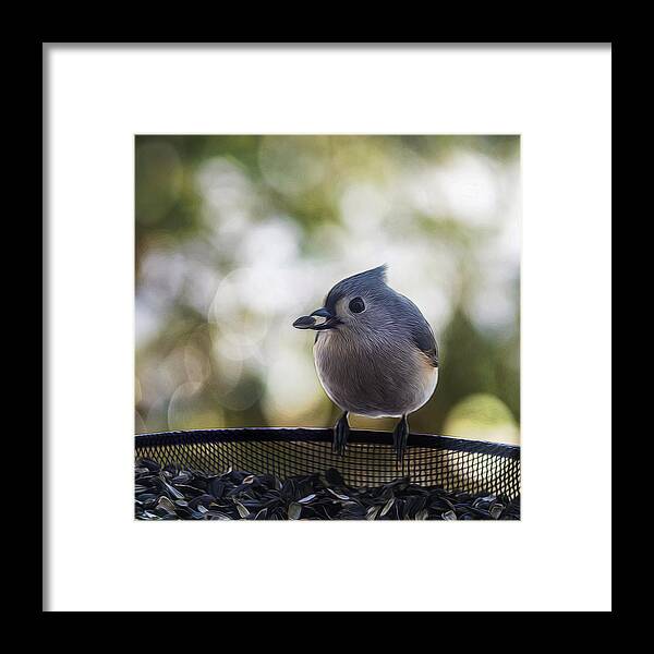 Titmouse Framed Print featuring the photograph Pick One by Cathy Kovarik