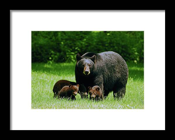 Black Bear Framed Print featuring the photograph Picnic Crashers by Lori Tambakis