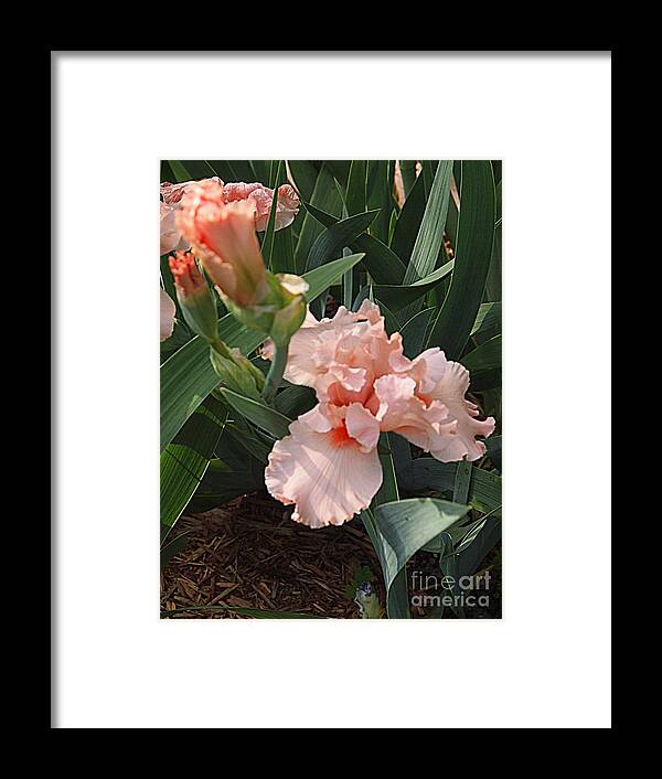 Photography Framed Print featuring the photograph Picture Peach by Nancy Kane Chapman