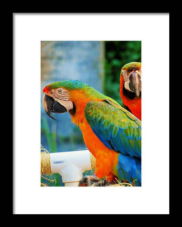 Parrots Framed Print featuring the photograph Picture Perfect Parrots by Vijay Sharon Govender