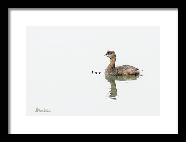  Framed Print featuring the photograph Pied-billed Grebe says I Am by Sherry Clark