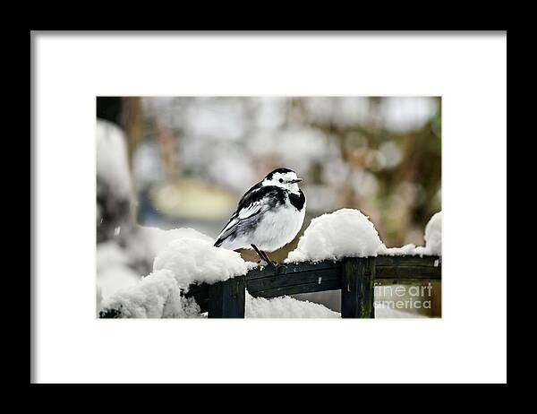 Bird Framed Print featuring the photograph Pied Wagtail In The Snow by Terri Waters