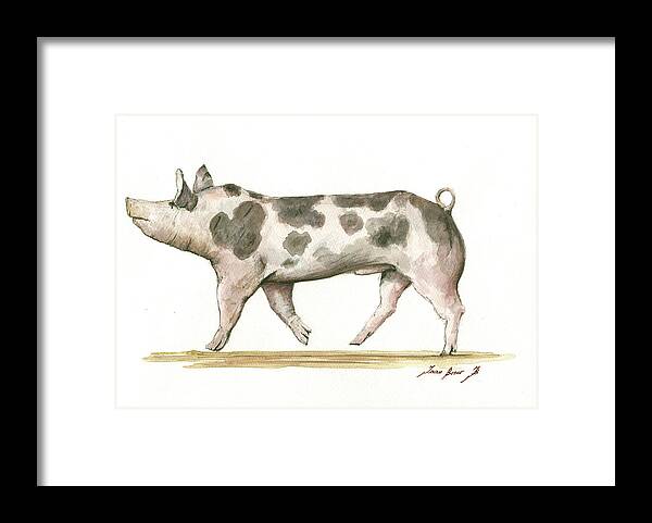 Hampshire Pig Framed Print featuring the painting Pietrain pig by Juan Bosco
