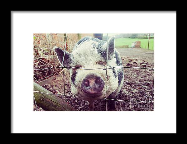 D90 Framed Print featuring the photograph Pig by Mariusz Talarek