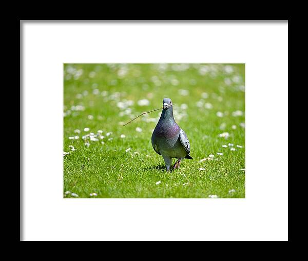 Pigeon Framed Print featuring the photograph Pigeon in Spring by Kathy King